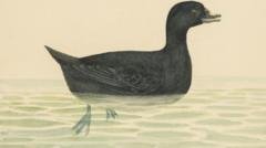 Original watercolours by William Weston Young expected to fetch up to £25,000 at auction